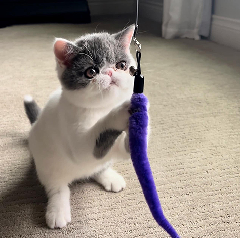Cat playing with a purple toy.