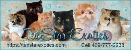 Exotic cats with TexStar Exotics contact info.