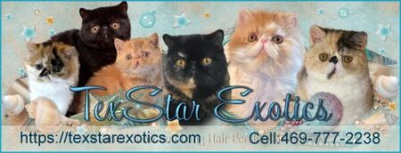 TexStar Exotic Shorthair Kittens for Sale banner