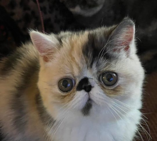 Exotic shorthair cat with wide eyes.