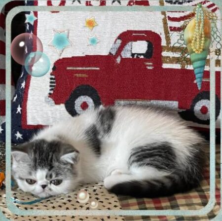 Sleeping kitten with red truck pillow background.