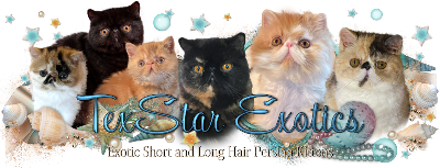 TexStar Exotic Shorthair & Longhair Persian Kittens