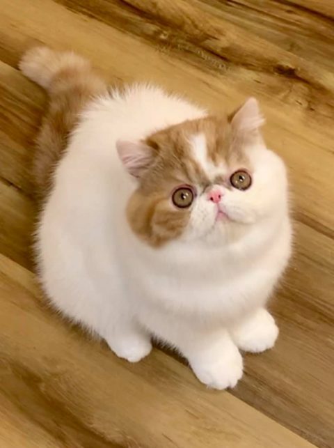 Fluffy cat with big eyes on floor.