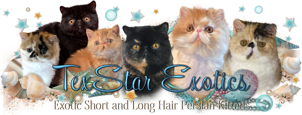 Persian Kittens For Sale Texas