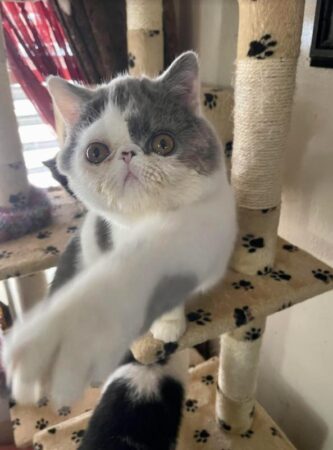 Bo exotic Shorthair for sale