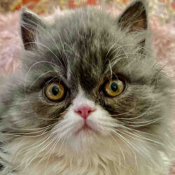 Longhair Persian kitten for sale