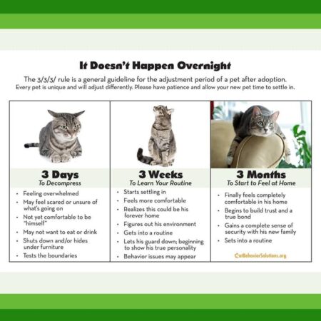how to transition your fur baby