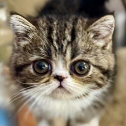 Close-up of a wide-eyed, adorable kitten with big round eyes and striped fur.