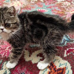 A small tabby kitten with white paws standing on a colorful patterned rug.