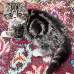 A fluffy kitten with striped fur lying on a colorful patterned rug.