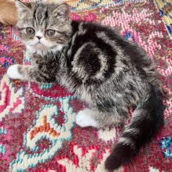 A fluffy tabby kitten with white paws sitting on a colorful patterned rug.