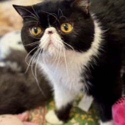 Black and white cat with wide eyes.