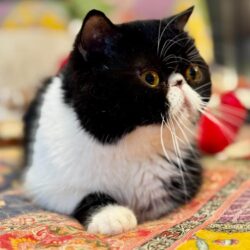 Black and white cat on colorful blanket.