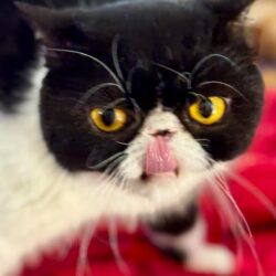 Black and white cat sticking tongue out.