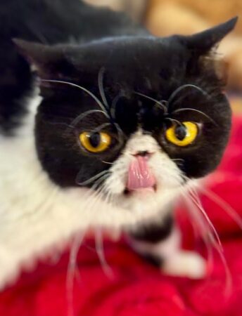 Black and white cat sticking tongue out.