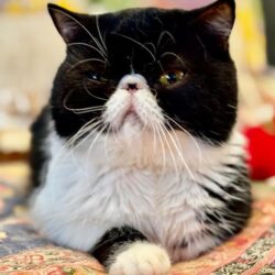 Black and white cat with folded paws.
